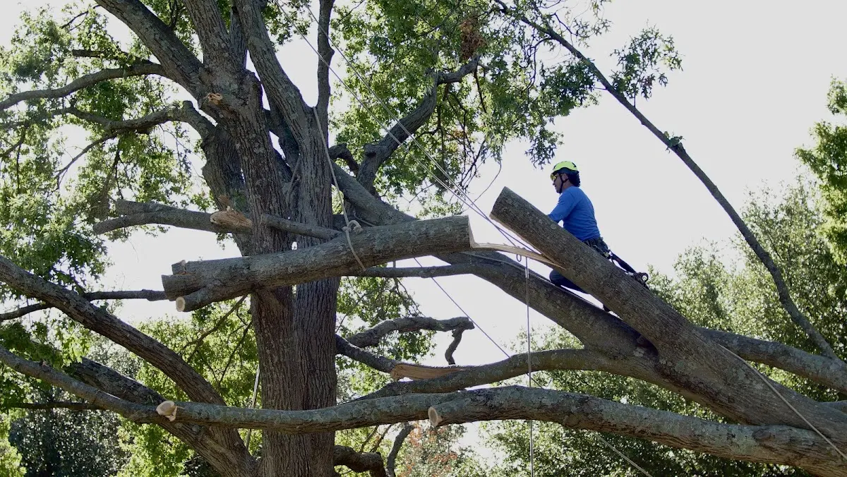 Professional Crown Thinning performed by certified arborists in Bolton